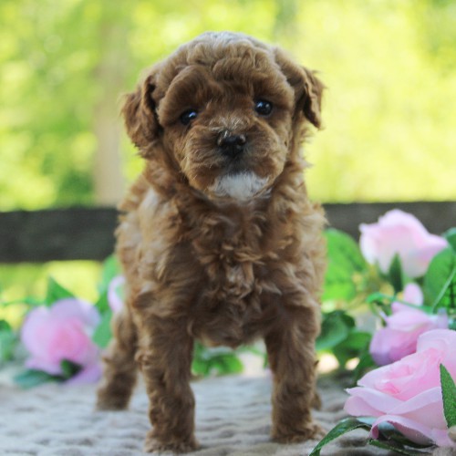 puppy, for, sale, Toy Poodle, Daniel J. Stoltzfoos, dog, breeder, Coatesville, PA, dog-breeder, puppy-for-sale, forsale, nearby, find, puppyfind, locator, puppylocator, aca