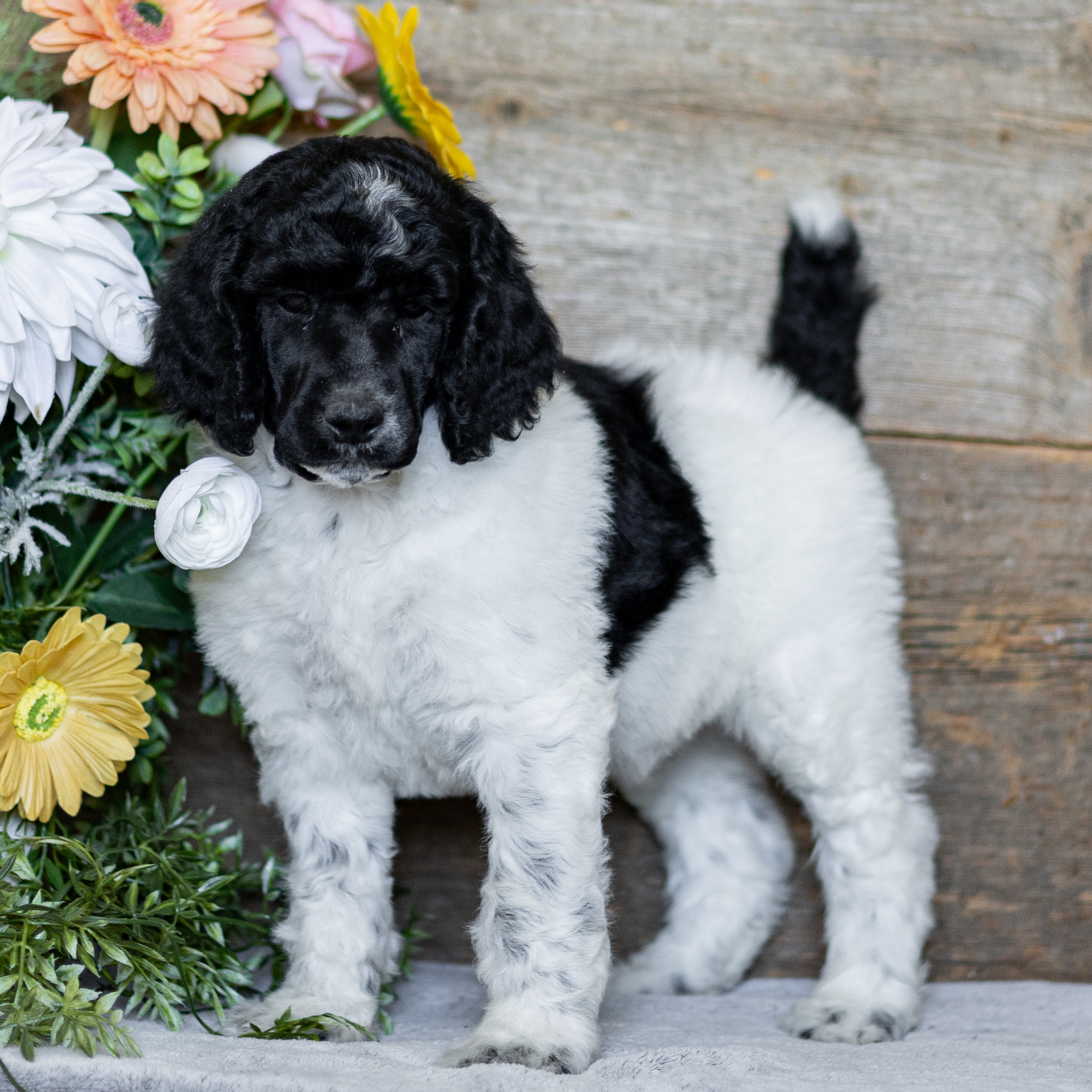 puppy, for, sale, Standard Poodle, John  Stoltzfus, dog, breeder, Christiana, PA, dog-breeder, puppy-for-sale, forsale, nearby, find, puppyfind, locator, puppylocator, aca