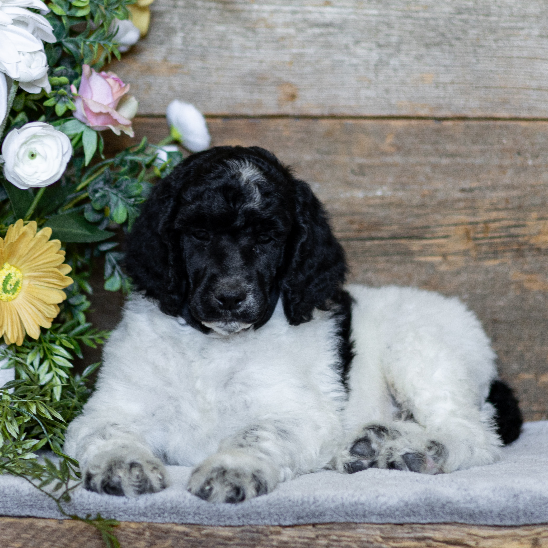 puppy, for, sale, Standard Poodle, John  Stoltzfus, dog, breeder, Christiana, PA, dog-breeder, puppy-for-sale, forsale, nearby, find, puppyfind, locator, puppylocator, aca