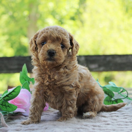 puppy, for, sale, Toy Poodle, Daniel J. Stoltzfoos, dog, breeder, Coatesville, PA, dog-breeder, puppy-for-sale, forsale, nearby, find, puppyfind, locator, puppylocator, aca