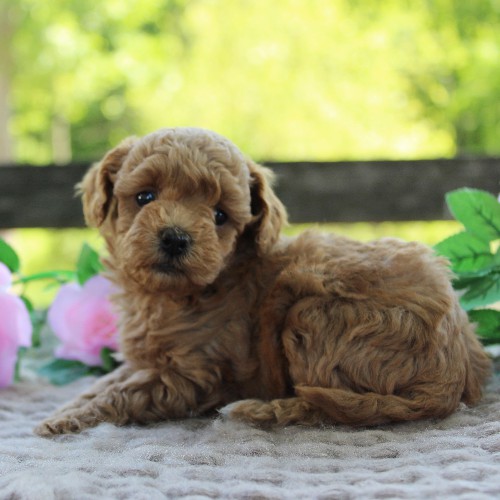 puppy, for, sale, Toy Poodle, Daniel J. Stoltzfoos, dog, breeder, Coatesville, PA, dog-breeder, puppy-for-sale, forsale, nearby, find, puppyfind, locator, puppylocator, aca
