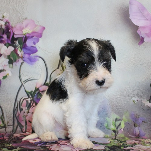 puppy, for, sale, Miniature Schnauzer, Reuben  King, dog, breeder, Honey Brook, PA, dog-breeder, puppy-for-sale, forsale, nearby, find, puppyfind, locator, puppylocator, aca