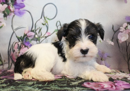 puppy, for, sale, Miniature Schnauzer, Reuben  King, dog, breeder, Honey Brook, PA, dog-breeder, puppy-for-sale, forsale, nearby, find, puppyfind, locator, puppylocator, aca