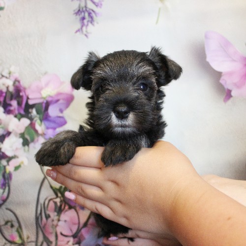 puppy, for, sale, Miniature Schnauzer, Reuben  King, dog, breeder, Honey Brook, PA, dog-breeder, puppy-for-sale, forsale, nearby, find, puppyfind, locator, puppylocator, aca