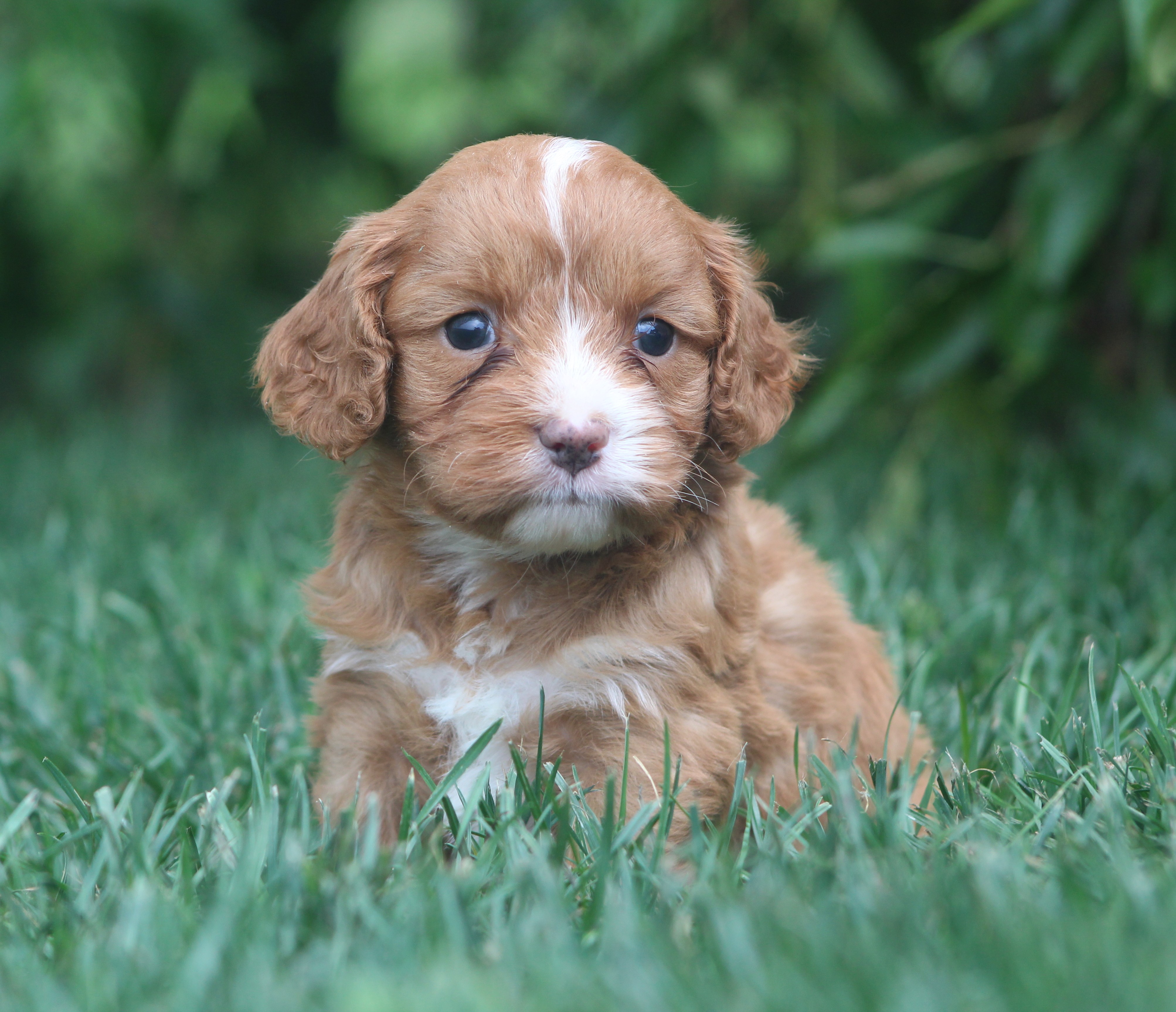 puppy, for, sale, Cavapoo, Jeffrey H.  Newswanger, dog, breeder, Newmanstown, PA, dog-breeder, puppy-for-sale, forsale, nearby, find, puppyfind, locator, puppylocator, aca