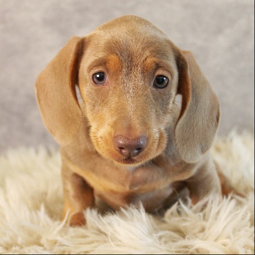 puppy, for, sale, Dachshund, Melvin  King, dog, breeder, Honey Brook, PA, dog-breeder, puppy-for-sale, forsale, nearby, find, puppyfind, locator, puppylocator, aca