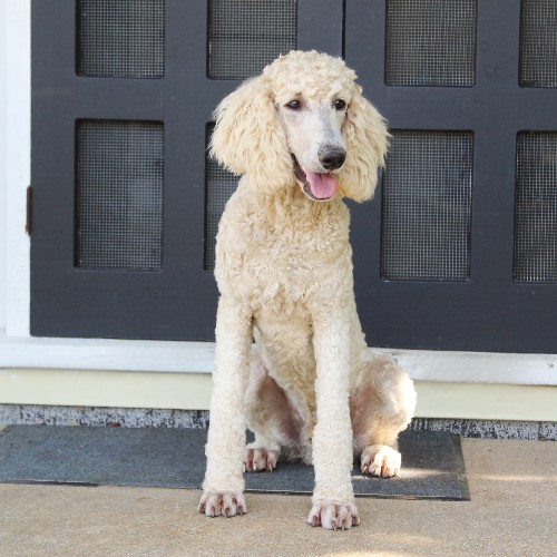puppy, for, sale, Standard Poodle, John  Stoltzfus, dog, breeder, Christiana, PA, dog-breeder, puppy-for-sale, forsale, nearby, find, puppyfind, locator, puppylocator, aca