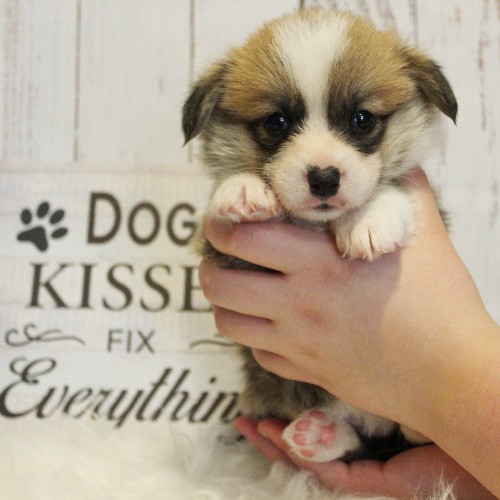 puppy, for, sale, Pembroke Welsh Corgi, Melvin  King, dog, breeder, Honey Brook, PA, dog-breeder, puppy-for-sale, forsale, nearby, find, puppyfind, locator, puppylocator, aca