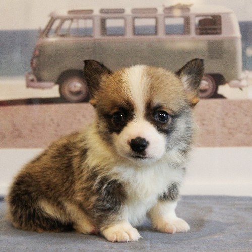 puppy, for, sale, Pembroke Welsh Corgi, Melvin  Fisher, dog, breeder, Coatesville, PA, dog-breeder, puppy-for-sale, forsale, nearby, find, puppyfind, locator, puppylocator, aca