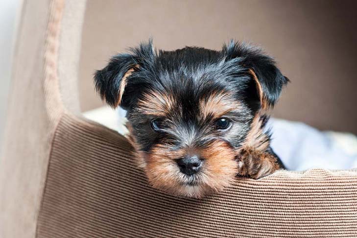 puppy, for, sale, Yorkshire Terrier, TASHA L WILLIAMS, dog, breeder, Danville, PA, dog-breeder, puppy-for-sale, forsale, nearby, find, puppyfind, locator, puppylocator, aca