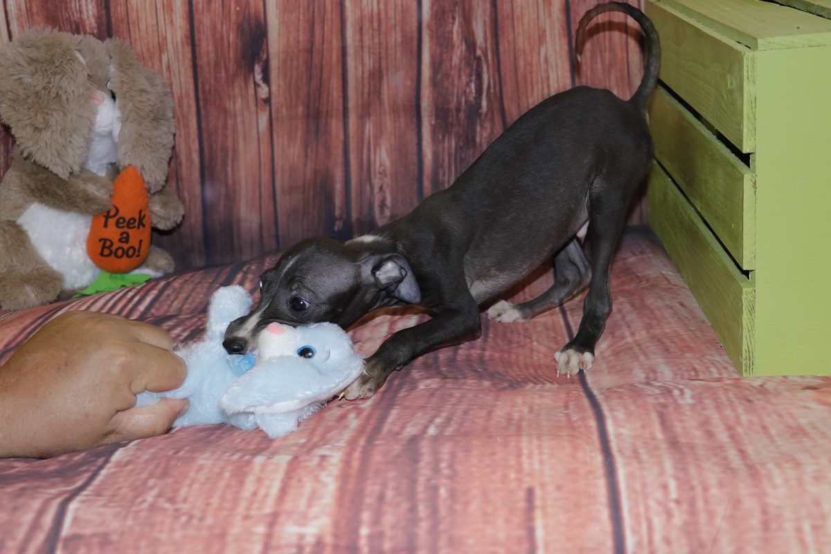 Buzz-Proud Puppy Love-Kim Dildine-Italian Greyhound