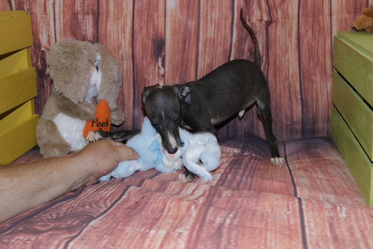 Buzz-Proud Puppy Love-Kim Dildine-Italian Greyhound