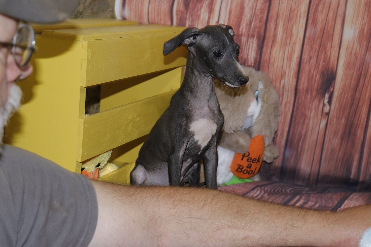 Buzz-Proud Puppy Love-Kim Dildine-Italian Greyhound