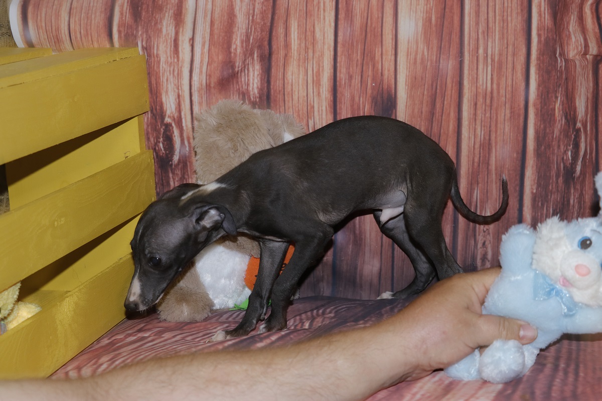 Buzz-Proud Puppy Love-Kim Dildine-Italian Greyhound