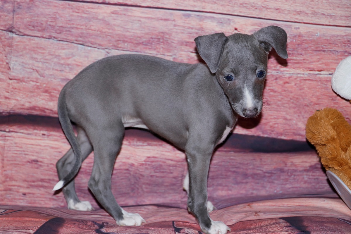 Italian Greyhound Puppies For Sale Kim Dildine dog breeder 6513054426261