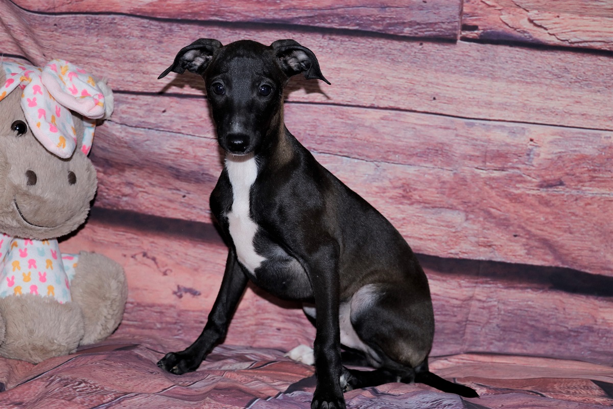 Italian Greyhound Puppies For Sale - Kim Dildine dog breeder 6464923-426261