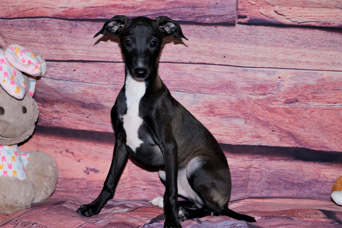 Italian Greyhound Puppies For Sale - Kim Dildine dog breeder 6464923-426261