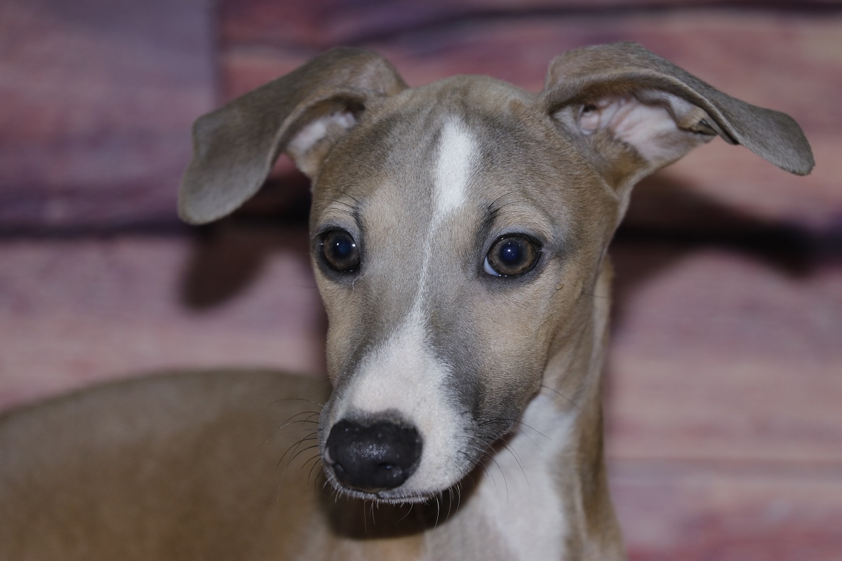 Dog Breeders In Italy