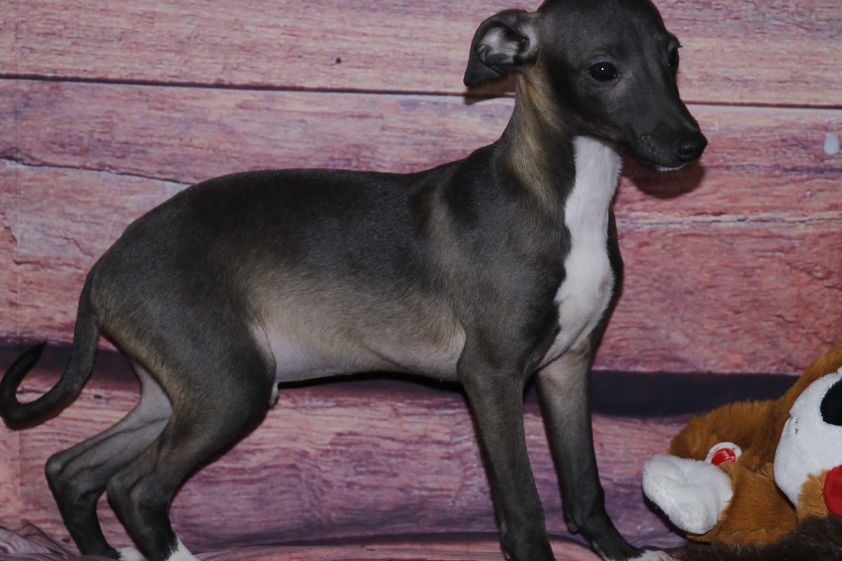 Italian Greyhound Puppies For Sale - Kim Dildine dog breeder 6464920-426261