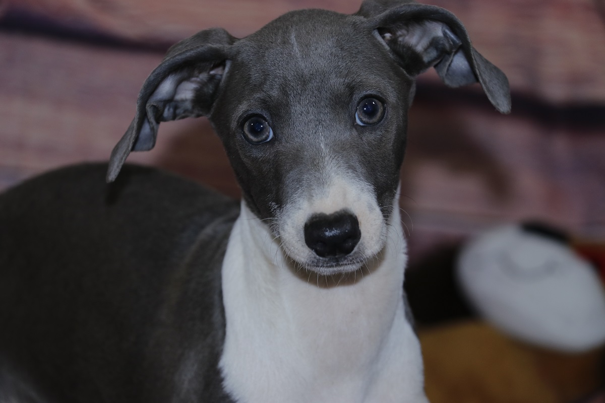 Italian Greyhound Puppies For Sale - Kim Dildine dog breeder 6463971-426261