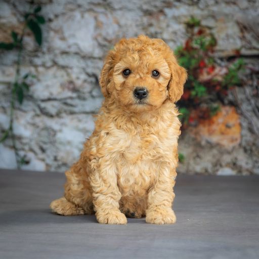 Mini sales goldendoodle puppyfind
