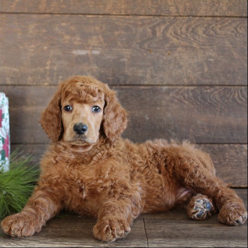 puppy, for, sale, Standard Poodle, John  Stoltzfus, dog, breeder, Christiana, PA, dog-breeder, puppy-for-sale, forsale, nearby, find, puppyfind, locator, puppylocator, aca