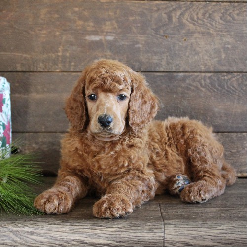 puppy, for, sale, Standard Poodle, John  Stoltzfus, dog, breeder, Christiana, PA, dog-breeder, puppy-for-sale, forsale, nearby, find, puppyfind, locator, puppylocator, aca