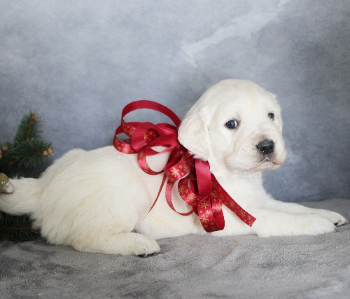 puppy, for, sale, Golden Retriever, Steven Jay Stoltzfus, dog, breeder, Gap, PA, dog-breeder, puppy-for-sale, forsale, nearby, find, puppyfind, locator, puppylocator, aca