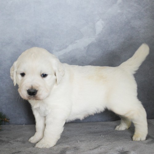 puppy, for, sale, Golden Retriever, Steven Jay Stoltzfus, dog, breeder, Gap, PA, dog-breeder, puppy-for-sale, forsale, nearby, find, puppyfind, locator, puppylocator, aca