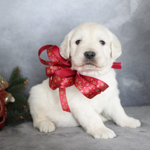 puppy, for, sale, Golden Retriever, Steven Jay Stoltzfus, dog, breeder, Gap, PA, dog-breeder, puppy-for-sale, forsale, nearby, find, puppyfind, locator, puppylocator, aca