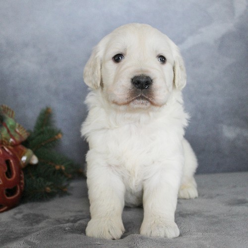 puppy, for, sale, Golden Retriever, Steven Jay Stoltzfus, dog, breeder, Gap, PA, dog-breeder, puppy-for-sale, forsale, nearby, find, puppyfind, locator, puppylocator, aca