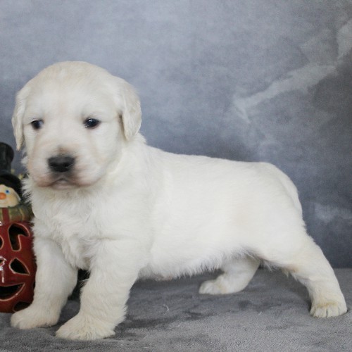 puppy, for, sale, Golden Retriever, Steven Jay Stoltzfus, dog, breeder, Gap, PA, dog-breeder, puppy-for-sale, forsale, nearby, find, puppyfind, locator, puppylocator, aca