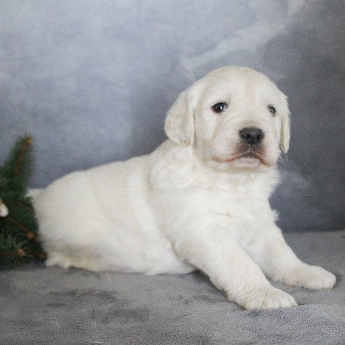 puppy, for, sale, Golden Retriever, Steven Jay Stoltzfus, dog, breeder, Gap, PA, dog-breeder, puppy-for-sale, forsale, nearby, find, puppyfind, locator, puppylocator, aca