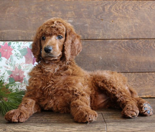 puppy, for, sale, Standard Poodle, John  Stoltzfus, dog, breeder, Christiana, PA, dog-breeder, puppy-for-sale, forsale, nearby, find, puppyfind, locator, puppylocator, aca