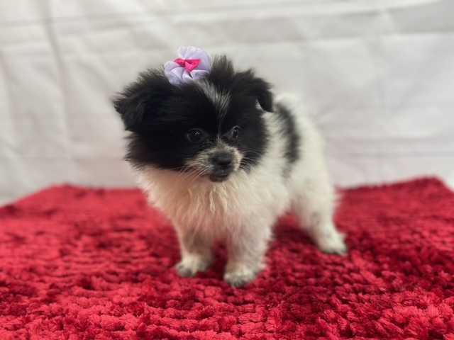 puppy, for, sale, Pomeranian, Alisa  Breedlove, dog, breeder, Waynesville, MO, dog-breeder, puppy-for-sale, forsale, nearby, find, puppyfind, locator, puppylocator, aca