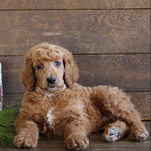 puppy, for, sale, Standard Poodle, John  Stoltzfus, dog, breeder, Christiana, PA, dog-breeder, puppy-for-sale, forsale, nearby, find, puppyfind, locator, puppylocator, aca
