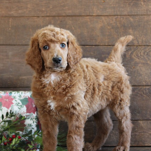 puppy, for, sale, Standard Poodle, John  Stoltzfus, dog, breeder, Christiana, PA, dog-breeder, puppy-for-sale, forsale, nearby, find, puppyfind, locator, puppylocator, aca