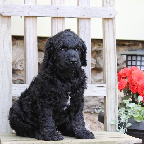 puppy, for, sale, Standard Poodle, John  Stoltzfus, dog, breeder, Christiana, PA, dog-breeder, puppy-for-sale, forsale, nearby, find, puppyfind, locator, puppylocator, aca