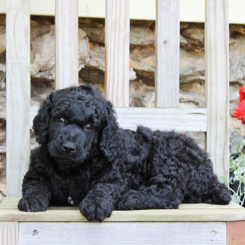 puppy, for, sale, Standard Poodle, John  Stoltzfus, dog, breeder, Christiana, PA, dog-breeder, puppy-for-sale, forsale, nearby, find, puppyfind, locator, puppylocator, aca