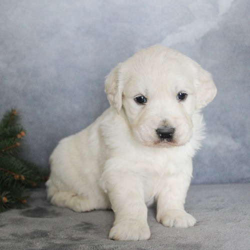 puppy, for, sale, Golden Retriever, Steven Jay Stoltzfus, dog, breeder, Gap, PA, dog-breeder, puppy-for-sale, forsale, nearby, find, puppyfind, locator, puppylocator, aca
