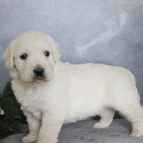 puppy, for, sale, Golden Retriever, Steven Jay Stoltzfus, dog, breeder, Gap, PA, dog-breeder, puppy-for-sale, forsale, nearby, find, puppyfind, locator, puppylocator, aca