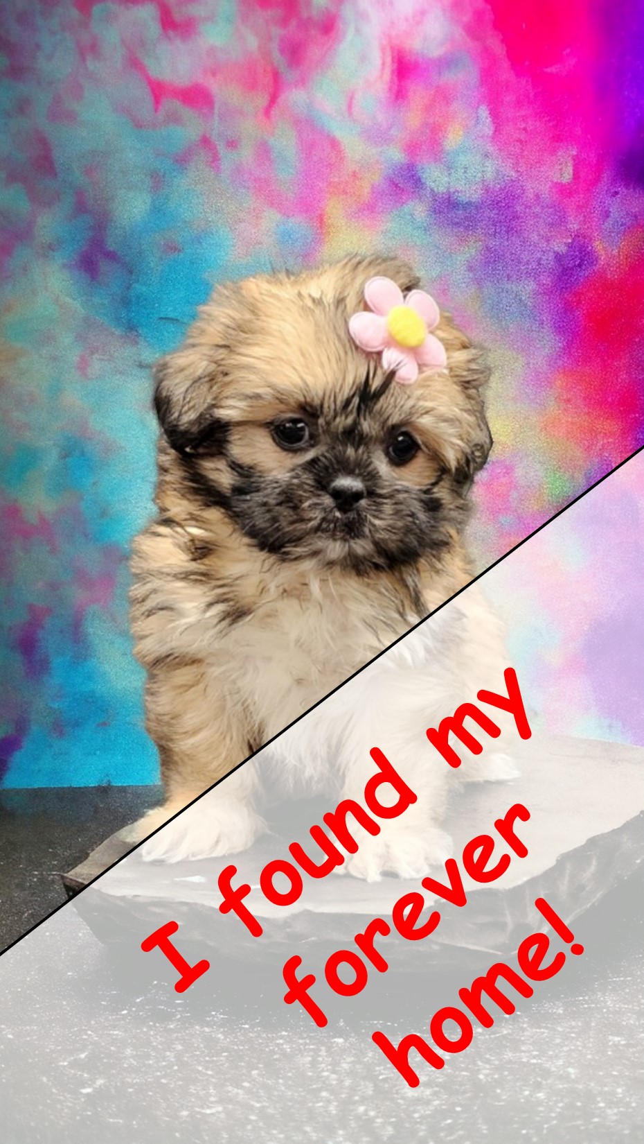 puppy, for, sale, Shih Tzu, Angie  McDuffee, dog, breeder, Cushing, MN, dog-breeder, puppy-for-sale, forsale, nearby, find, puppyfind, locator, puppylocator, aca