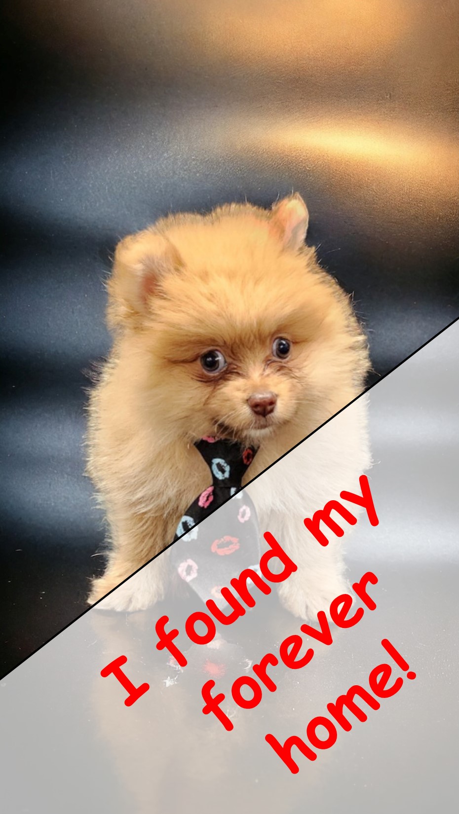 puppy, for, sale, Pomeranian, Angie  McDuffee, dog, breeder, Cushing, MN, dog-breeder, puppy-for-sale, forsale, nearby, find, puppyfind, locator, puppylocator, aca