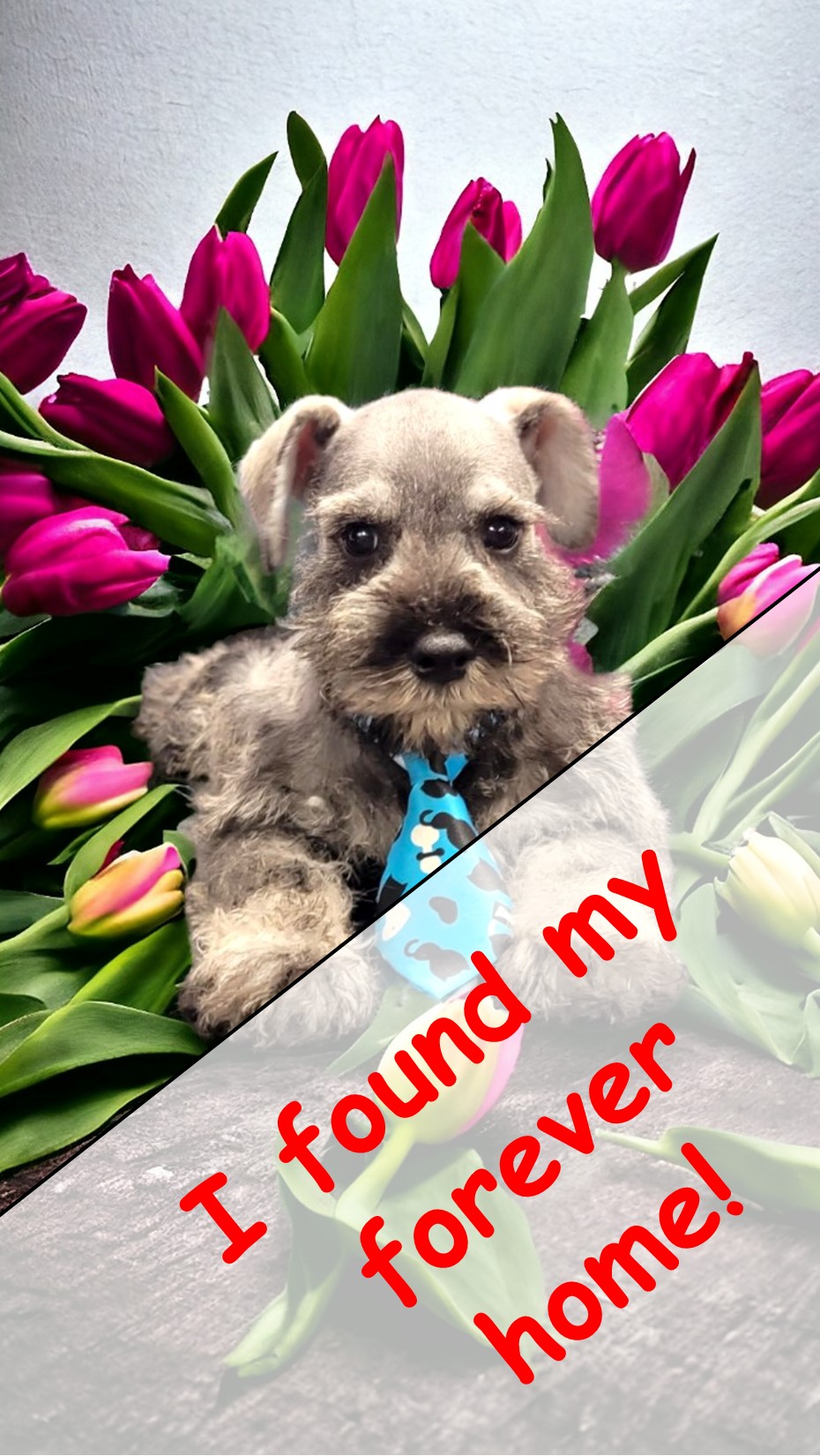 puppy, for, sale, Miniature Schnauzer, Angie  McDuffee, dog, breeder, Cushing, MN, dog-breeder, puppy-for-sale, forsale, nearby, find, puppyfind, locator, puppylocator, aca