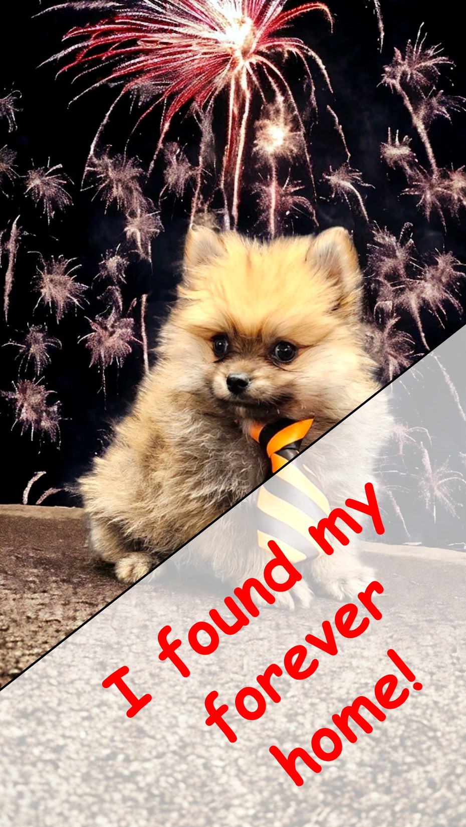 puppy, for, sale, Pomeranian, Angie  McDuffee, dog, breeder, Cushing, MN, dog-breeder, puppy-for-sale, forsale, nearby, find, puppyfind, locator, puppylocator, aca