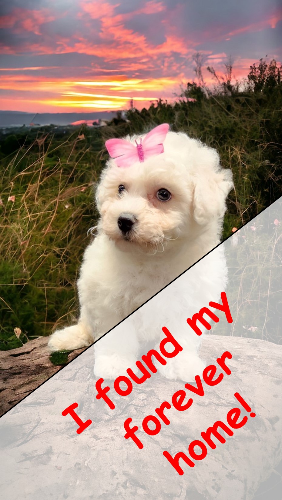 puppy, for, sale, Bichon Frise, Angie  McDuffee, dog, breeder, Cushing, MN, dog-breeder, puppy-for-sale, forsale, nearby, find, puppyfind, locator, puppylocator, aca