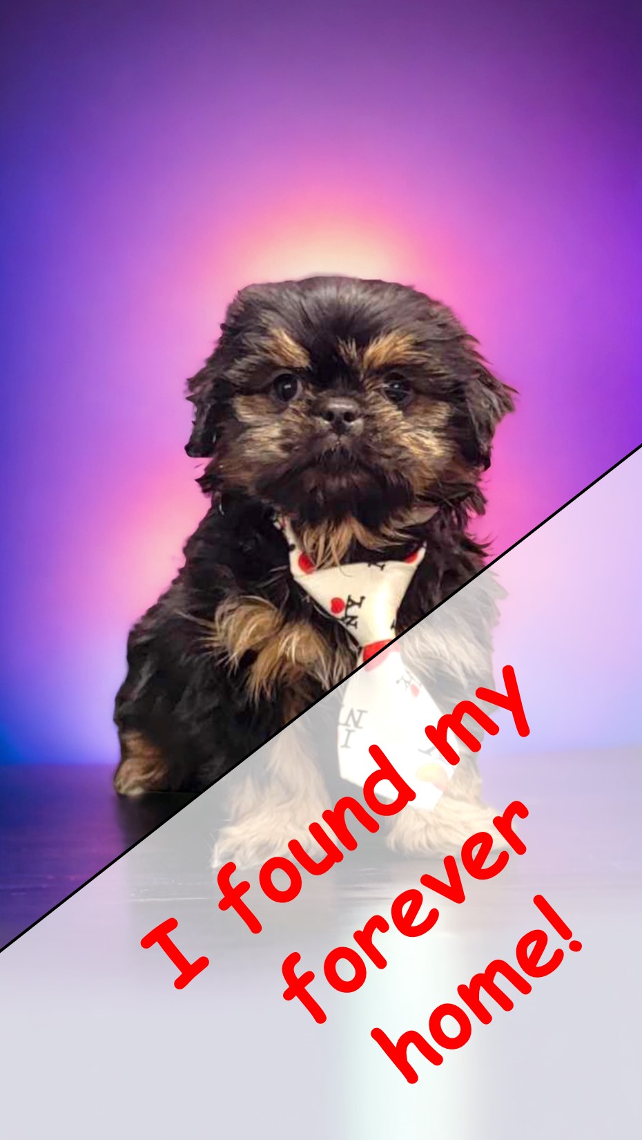 puppy, for, sale, Yorkshire Terrier, Angie  McDuffee, dog, breeder, Cushing, MN, dog-breeder, puppy-for-sale, forsale, nearby, find, puppyfind, locator, puppylocator, aca