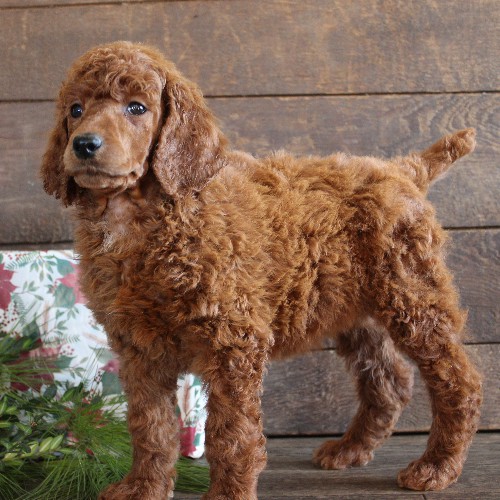 puppy, for, sale, Standard Poodle, John  Stoltzfus, dog, breeder, Christiana, PA, dog-breeder, puppy-for-sale, forsale, nearby, find, puppyfind, locator, puppylocator, aca