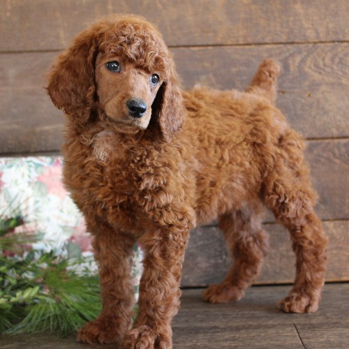 puppy, for, sale, Standard Poodle, John  Stoltzfus, dog, breeder, Christiana, PA, dog-breeder, puppy-for-sale, forsale, nearby, find, puppyfind, locator, puppylocator, aca