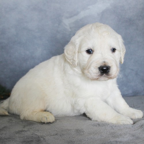puppy, for, sale, Golden Retriever, Steven Jay Stoltzfus, dog, breeder, Gap, PA, dog-breeder, puppy-for-sale, forsale, nearby, find, puppyfind, locator, puppylocator, aca